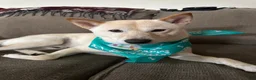 Shiba Inu dogs for sale: Ceaser - Ad 3