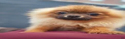 Pomeranian dogs for sale: Moni Pie - Ad 4