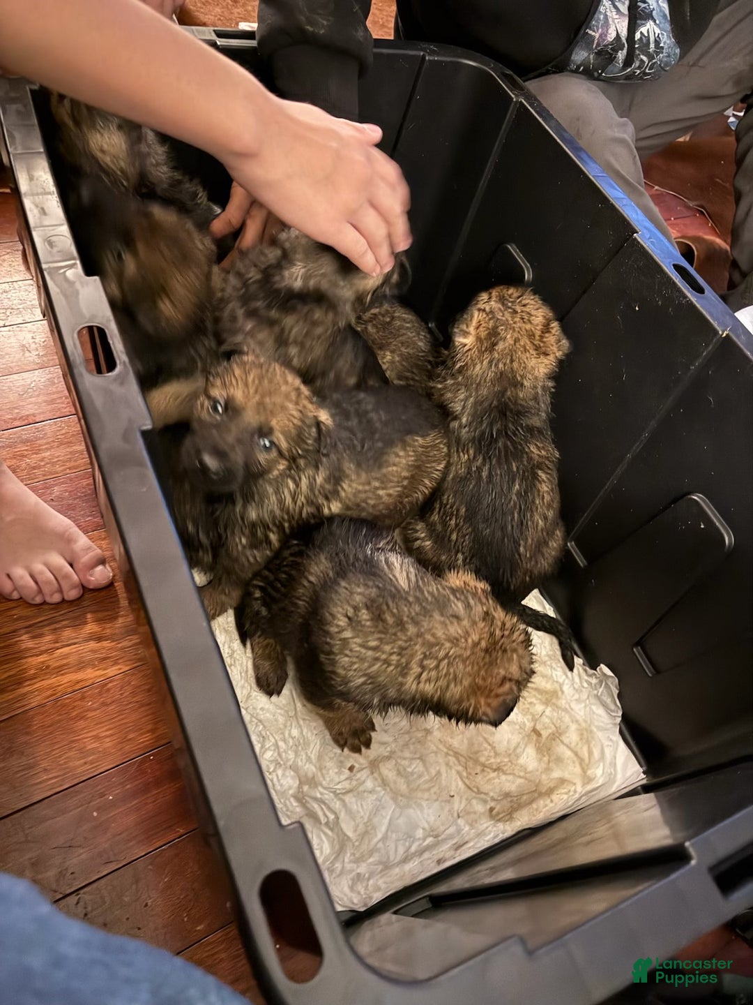 German Shepherd dogs for sale: German Shepherd Puppy 3 - Ad 1