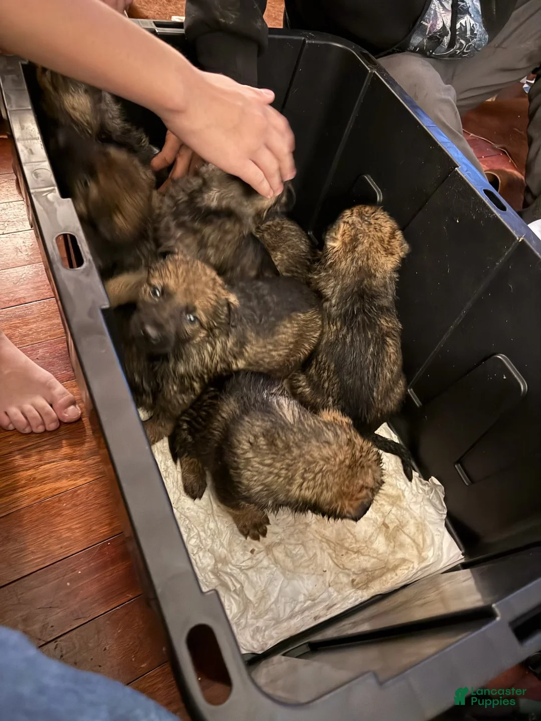 German Shepherd dogs for sale: German Shepherd Puppy 3 - Ad 1