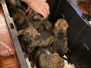 German Shepherd dogs German Shepherd Puppy 3 - Ad 35