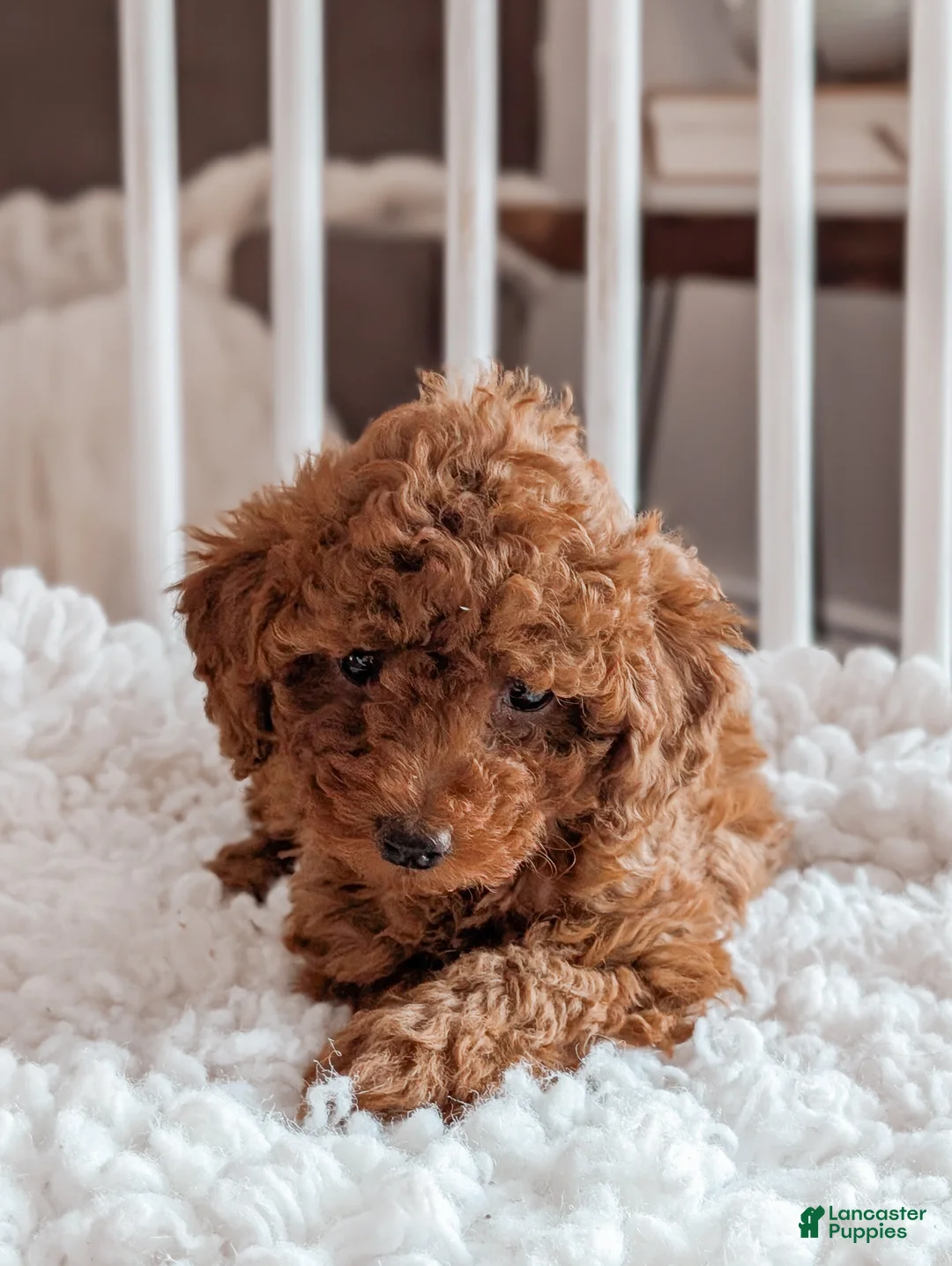 Miniature Poodle dogs for sale: Bella - Ad 8