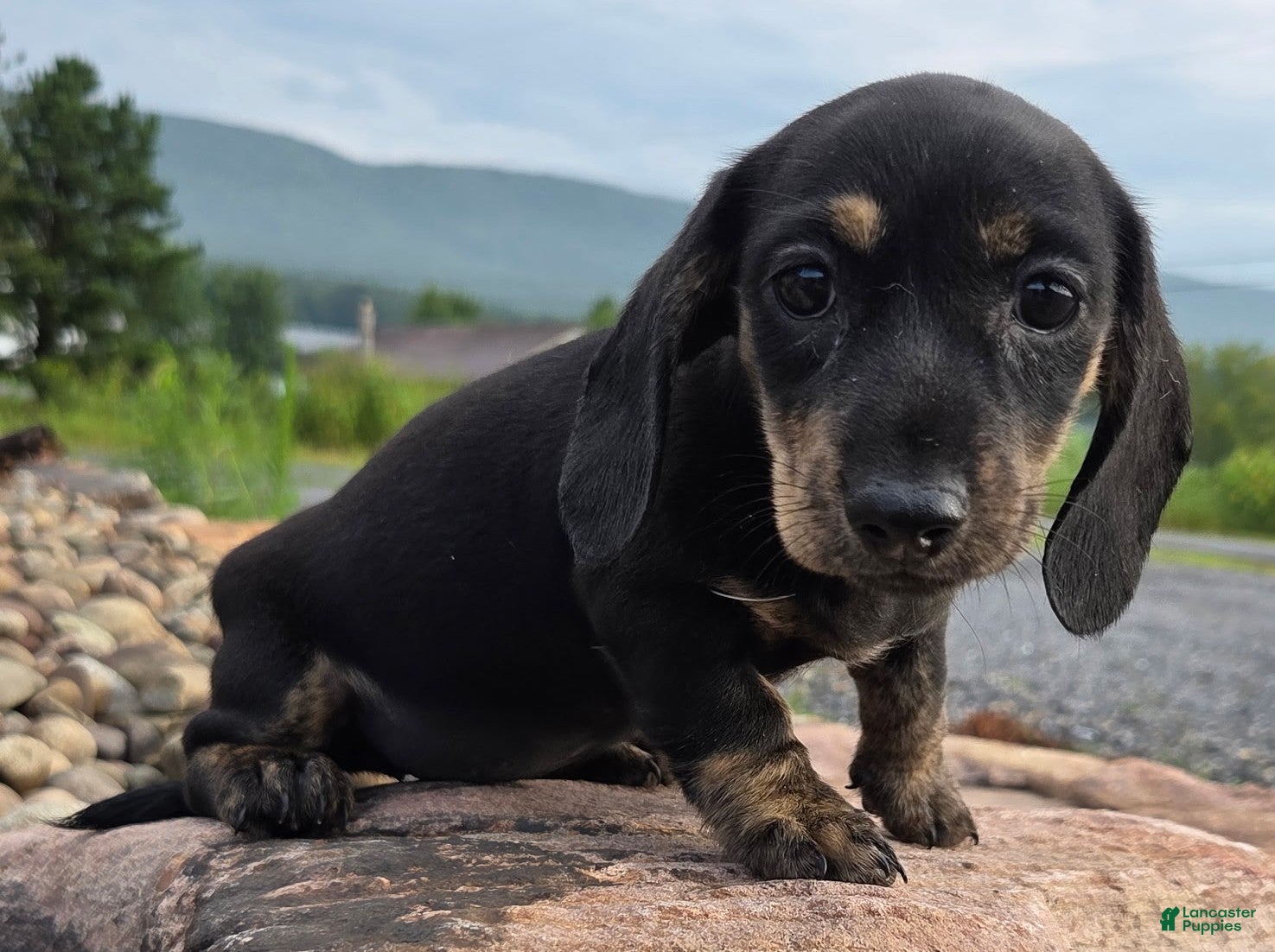 Miniature Dachshund dogs Jessie - Ad 1