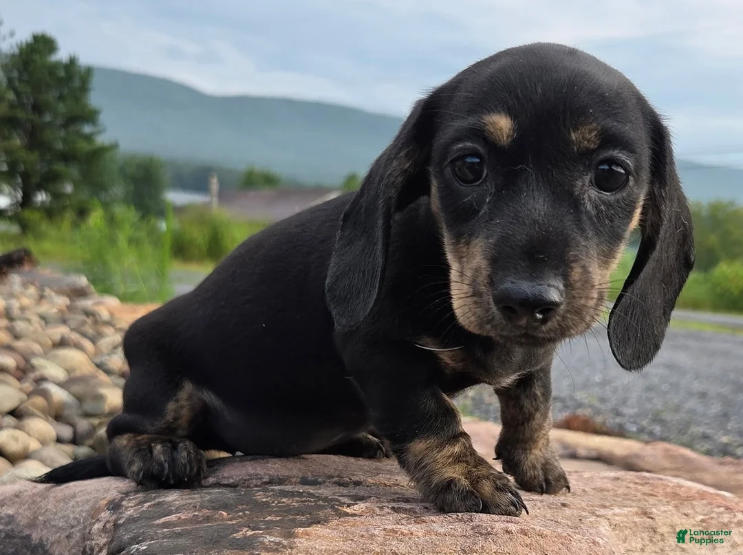 Miniature Dachshund dogs for sale: Jessie - Ad 1