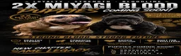 American Bully dogs for sale: American Bully 1 - Ad 2