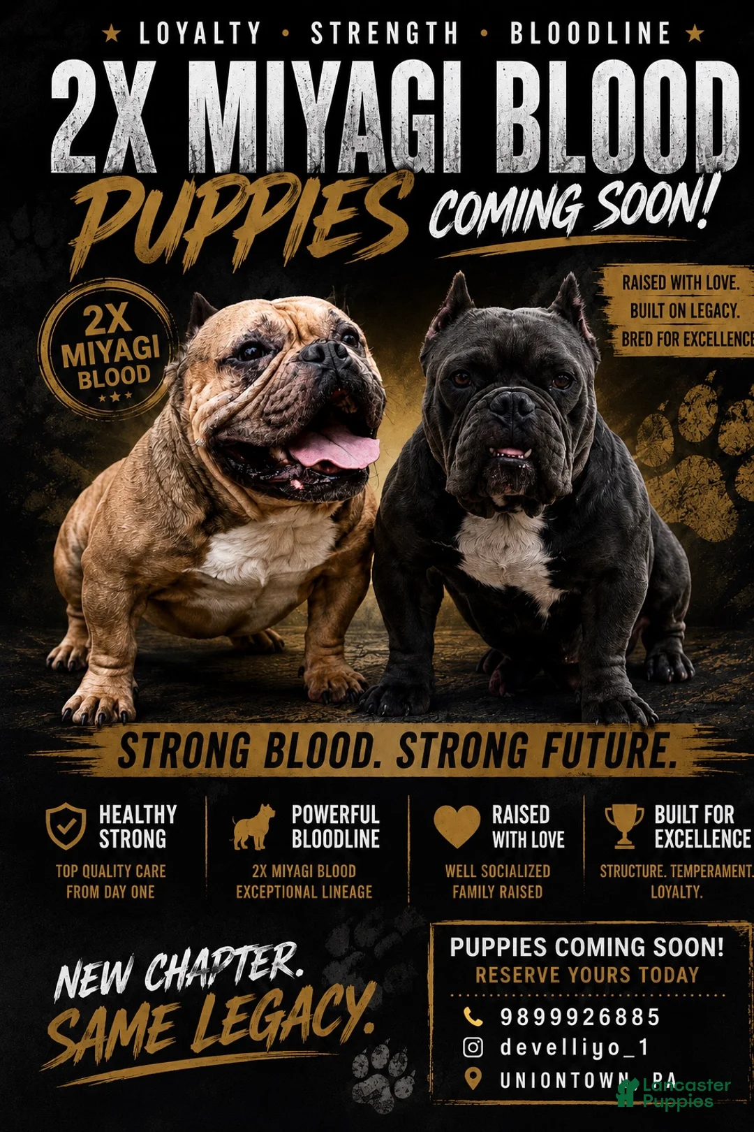 American Bully dogs for sale: American Bully 1 - Ad 2