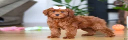Mini Goldendoodle dogs for sale: Chloe - Ad 5