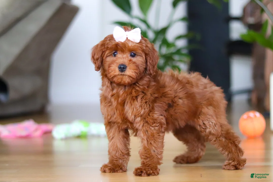 Mini Goldendoodle dogs for sale: Chloe - Ad 5