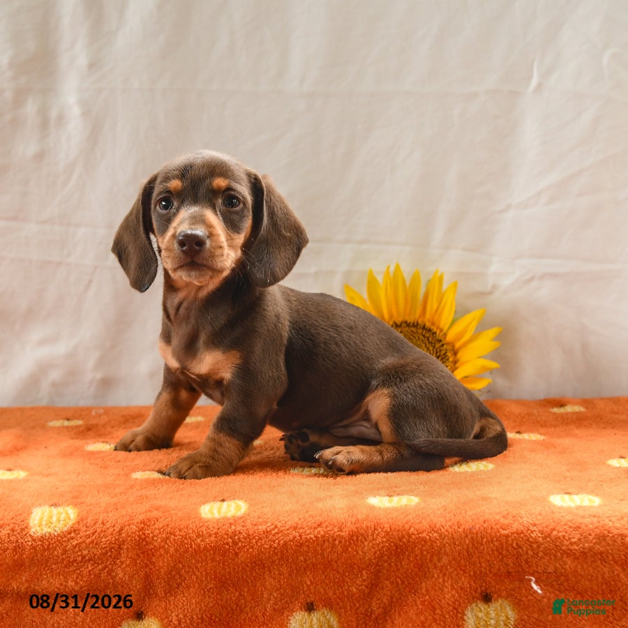 Miniature Dachshund dogs Mickey - Ad 2