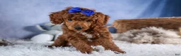 Toy Poodle dogs for sale: Turbo - Ad 2