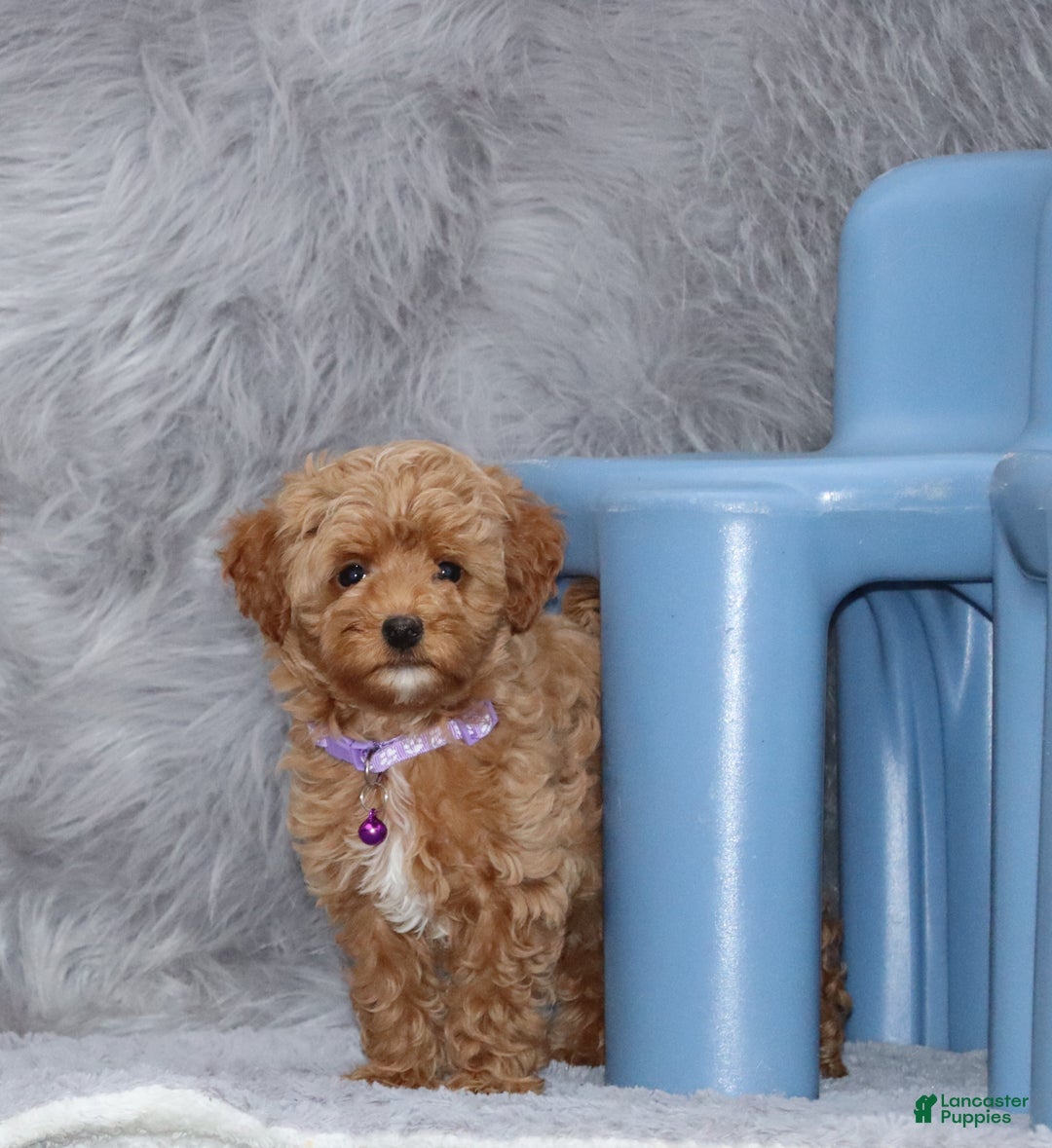 Havapoo dogs for sale: Eva 👨‍👨‍👧‍👦💞🐕 - Ad 4