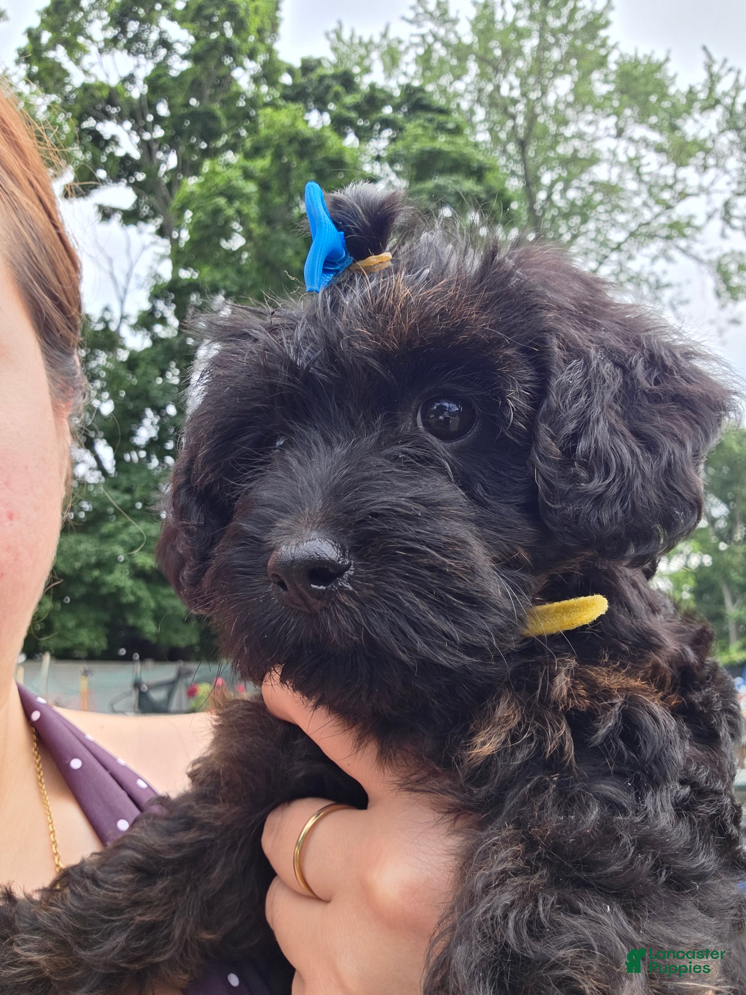 Yorkiepoo dogs Yorkiepoo 2 Yellow Collar - Ad 33
