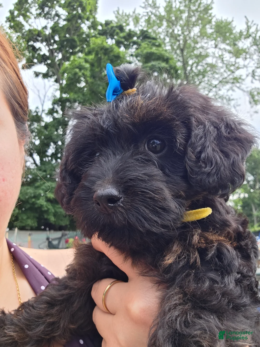 Yorkiepoo dogs for sale: Yorkiepoo 2 Yellow Collar - Ad 1