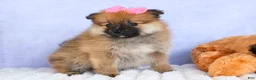 Pomeranian dogs for sale: Freya  - Ad 1