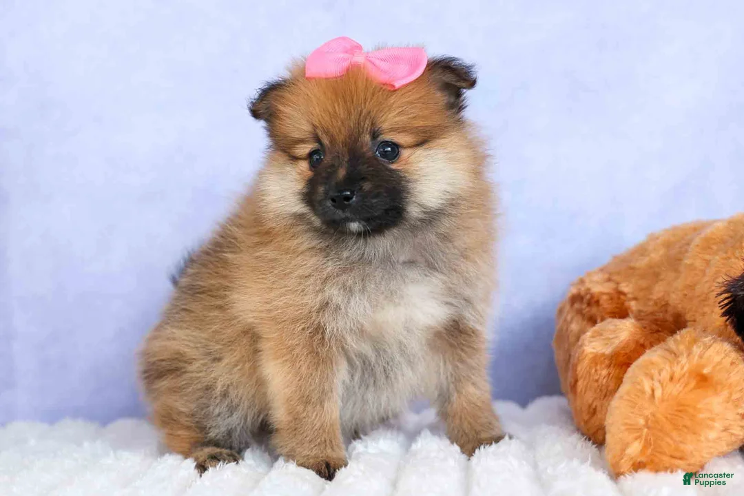 Pomeranian dogs for sale: Freya  - Ad 1
