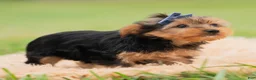 Yorkshire Terrier dogs for sale: Fizzie  - Ad 5