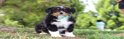 Bernese Mountain Dog dogs for sale: Loki - Ad 3