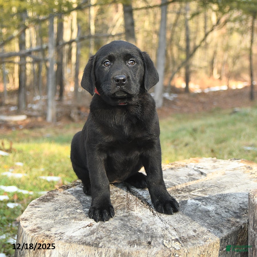 Labrador Retriever dogs Bailey - Ad 19