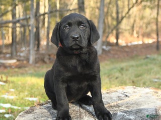 Labrador Retriever dogs Bailey - Ad 27