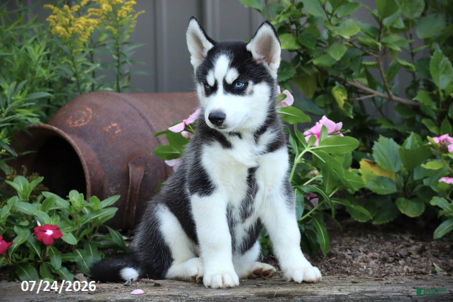 Siberian Husky dogs Kevin - Ad 1