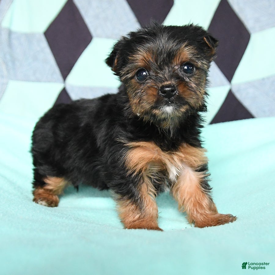 Yorkshire Terrier dogs Violet - Ad 2