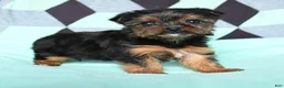 Yorkshire Terrier dogs for sale: Violet - Ad 2