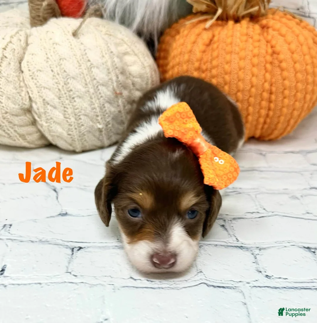 Dachshund dogs for sale: Jade - Ad 3
