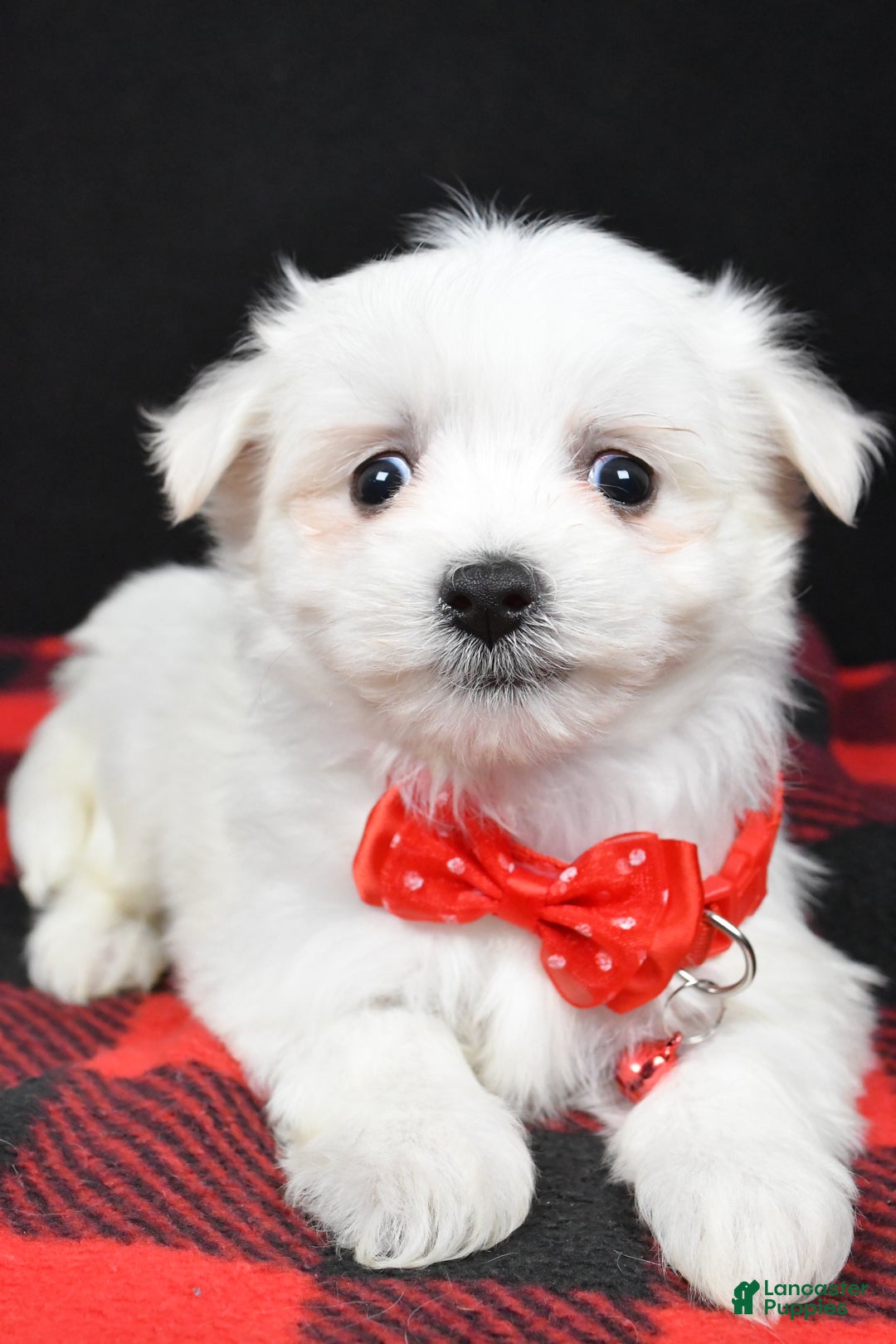 Maltese dogs for sale: Montey - Ad 2
