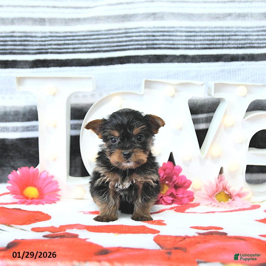 Yorkshire Terrier dogs Jax - Ad 2