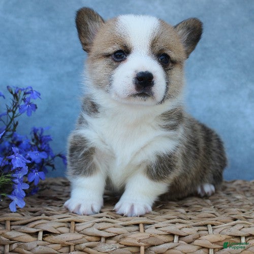 Welsh Corgi Pembroke dogs for sale: Gaston - Ad 2