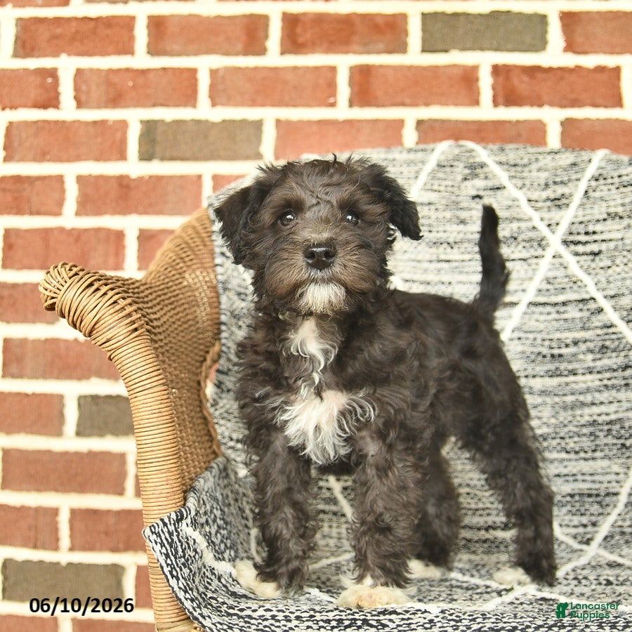 Schnoodle dogs Baxter - Ad 2