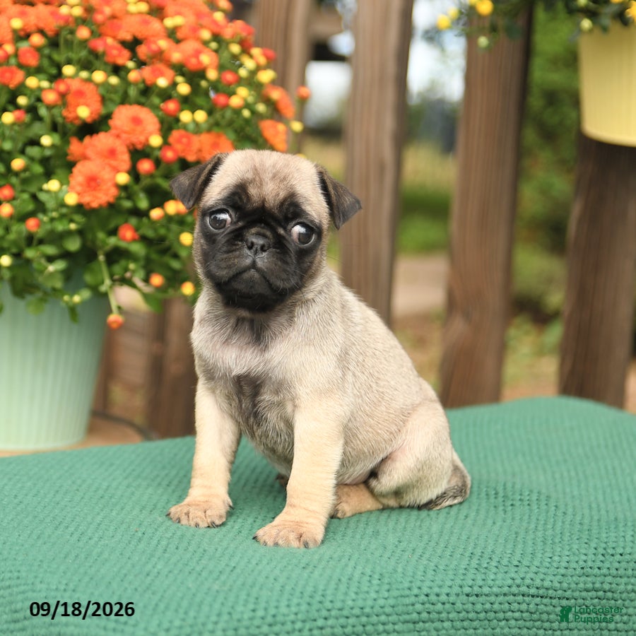 Pug dogs Molly - Ad 2