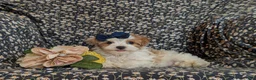 Maltipoo dogs for sale: Jocelyn 6 lbs Full Grown - Ad 7