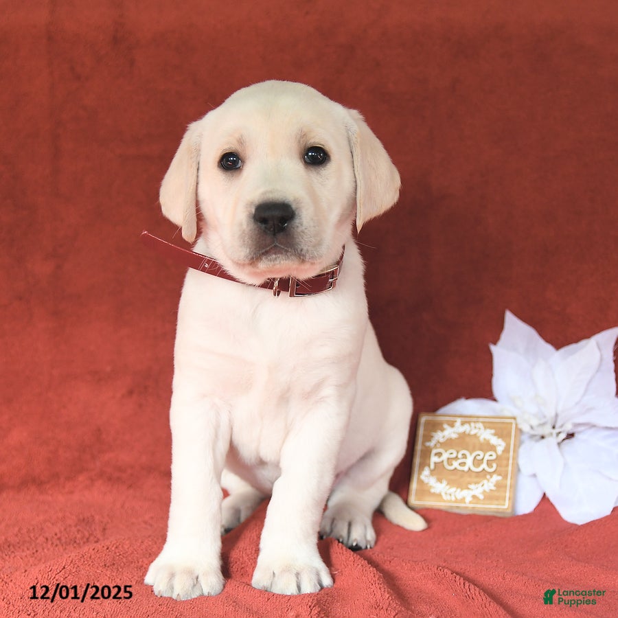 Labrador Retriever dogs Emma - Ad 28
