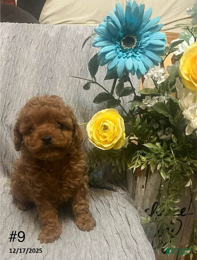Miniature Poodle dogs Melinda - Ad 18