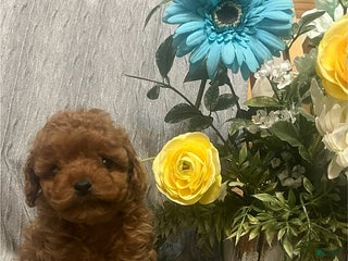 Miniature Poodle dogs Melinda - Ad 18