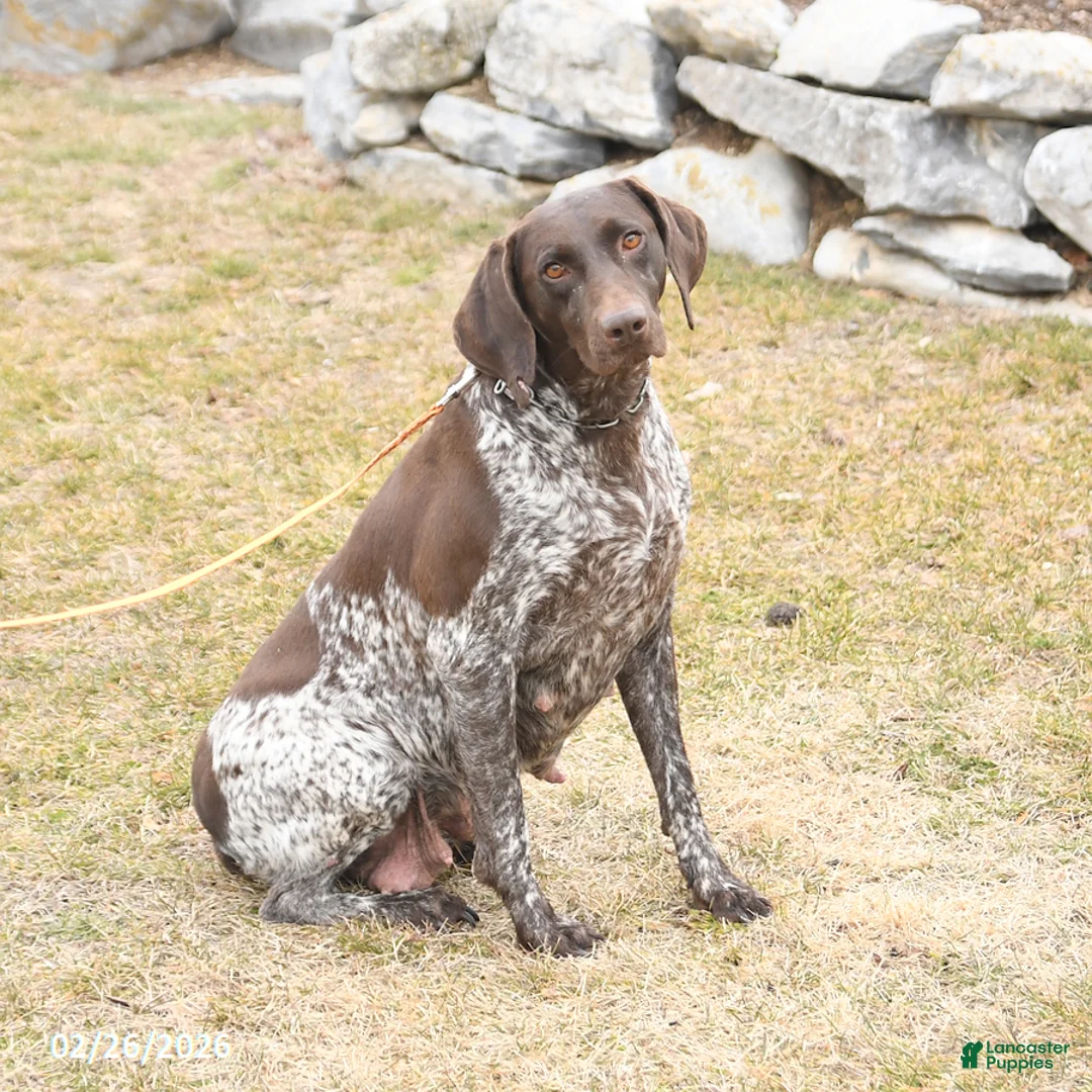 German Shorthaired Pointer dogs for sale: Darcy - Ad 6