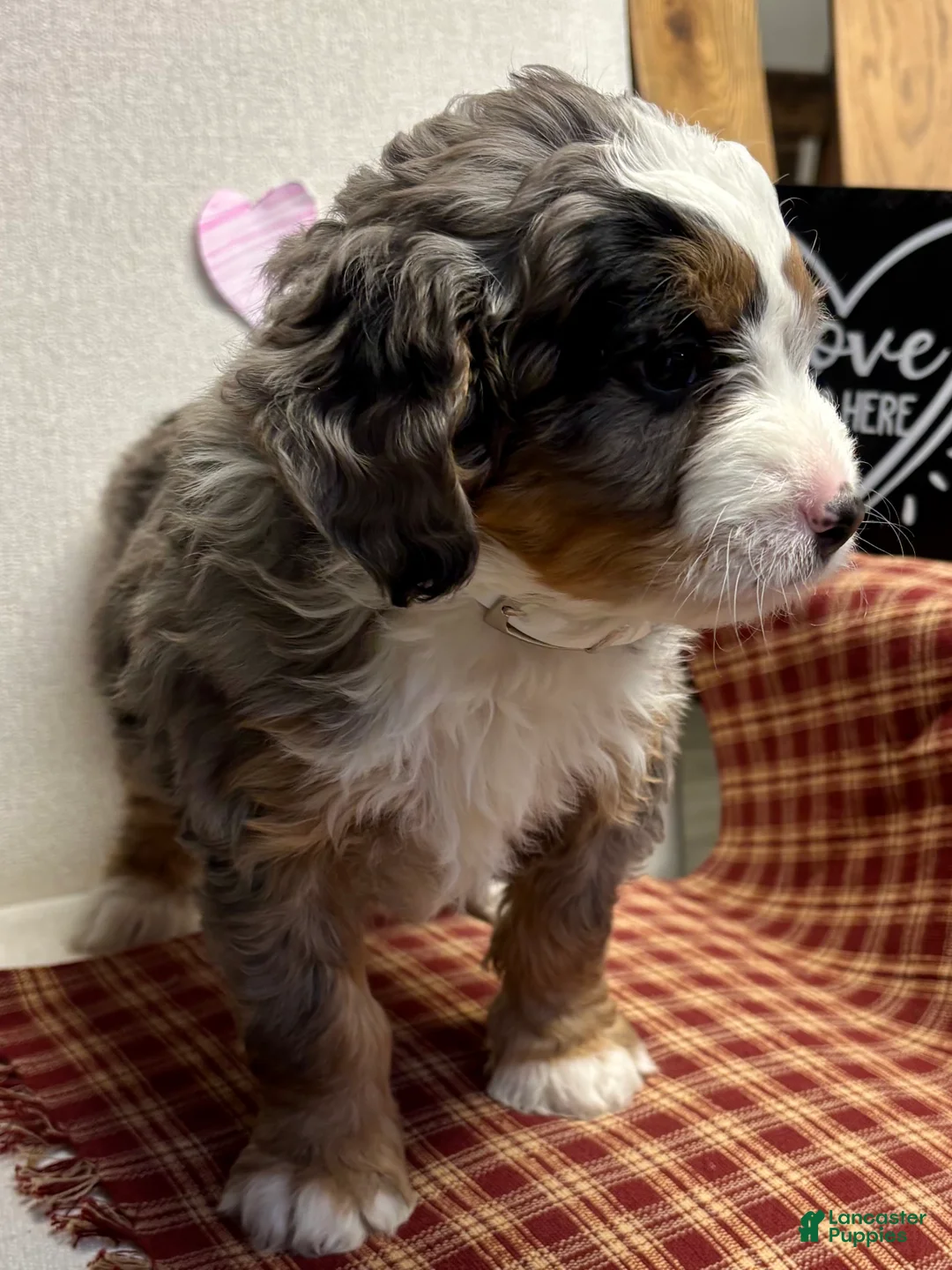 Mini Bernedoodle dogs for sale: Callie Mini Bernedoodle Puppy 1 - Ad 4