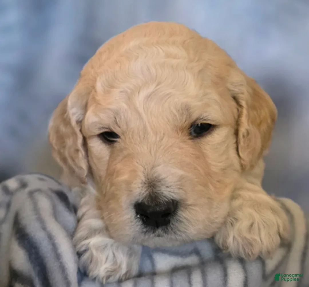 Goldendoodle dogs for sale: Louie - Ad 5