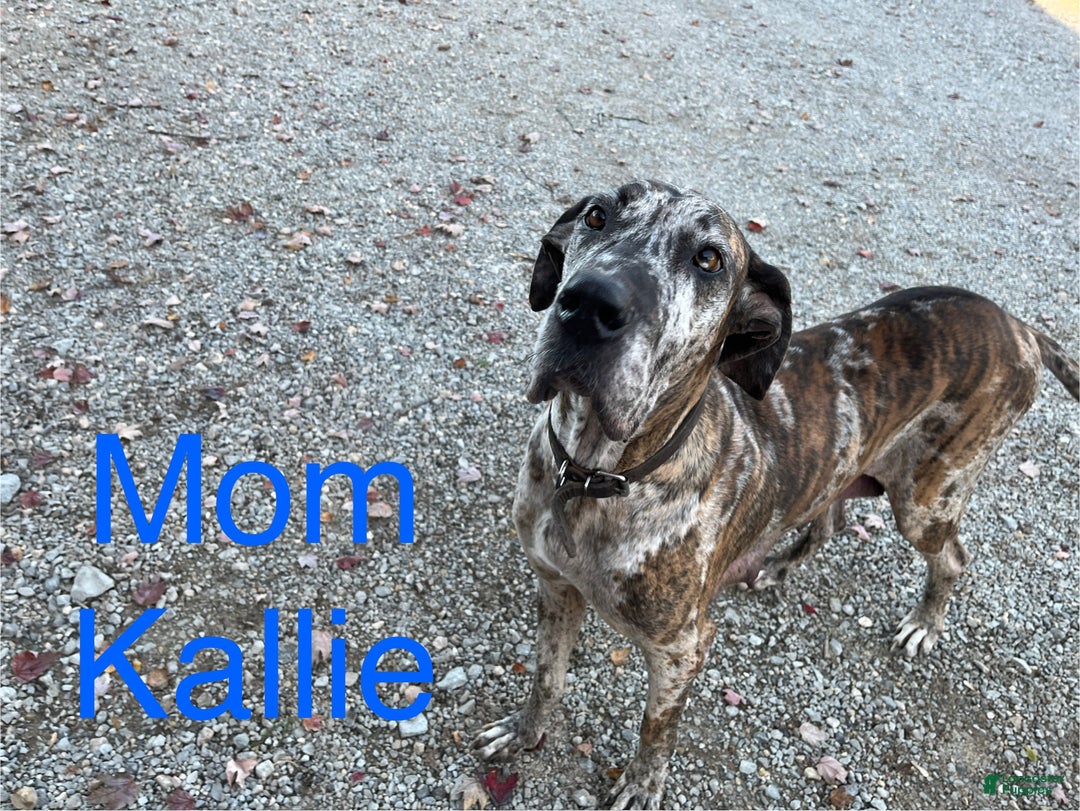 Great Dane dogs for sale: Bandit - Ad 14