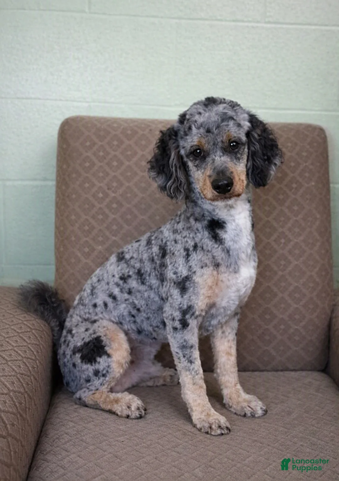 Miniature Labradoodle dogs for sale: Ali - Ad 3