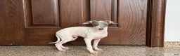 Italian Greyhound dogs for sale: Jace - Ad 6