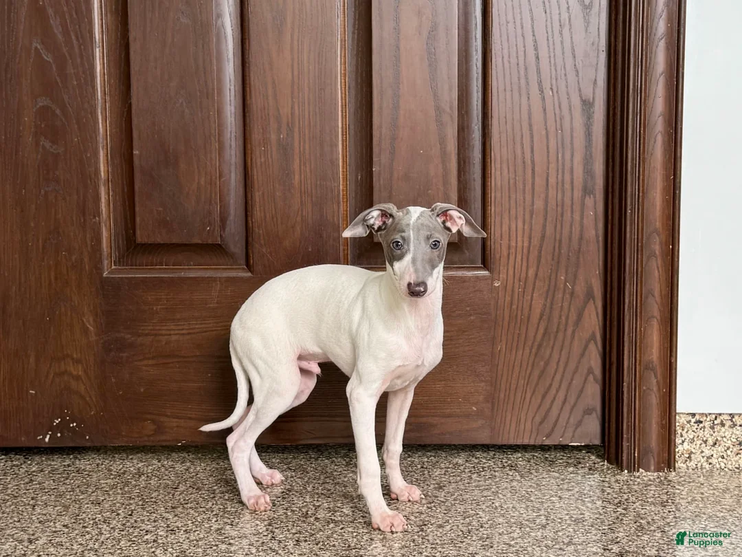 Italian Greyhound dogs for sale: Jace - Ad 6
