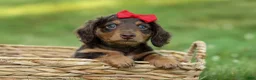 Miniature Dachshund dogs for sale: MURPHY - Ad 6