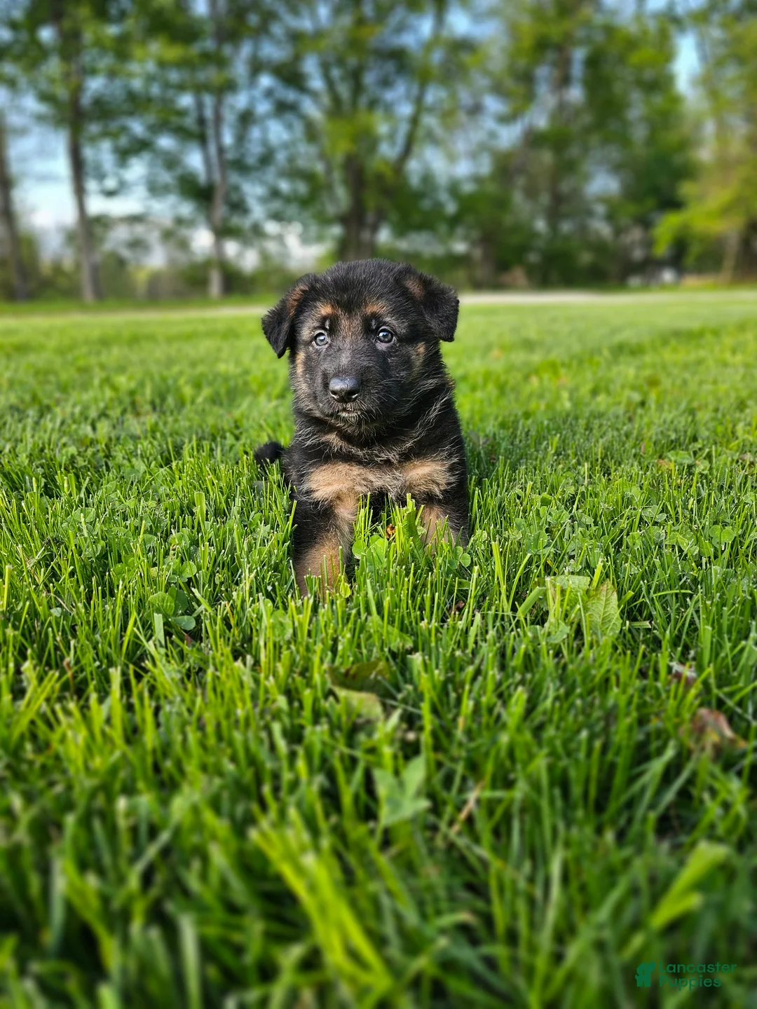 German Shepherd dogs for sale: Cannon - Ad 2