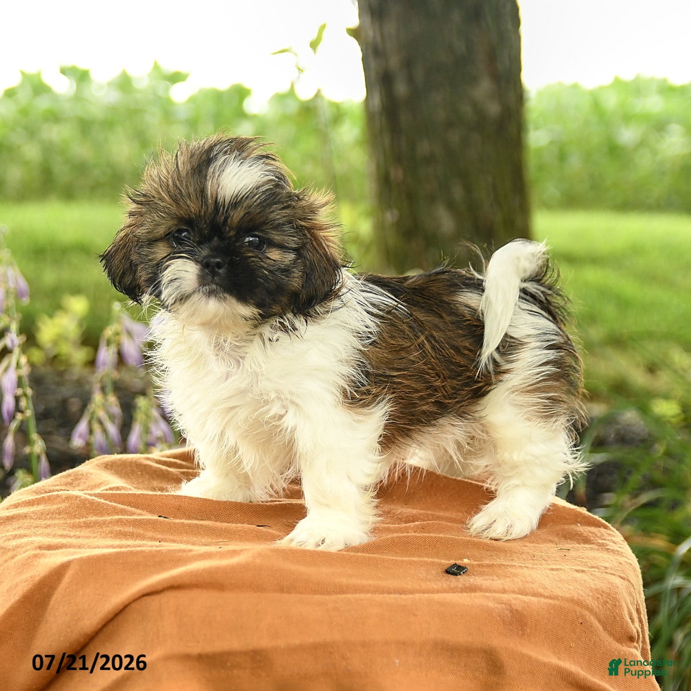 Shih Tzu dogs Zayla - Ad 1