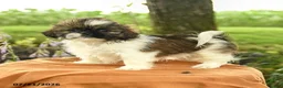 Shih Tzu dogs for sale: Zayla - Ad 1
