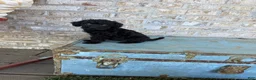 Miniature Labradoodle dogs for sale: Bella - Ad 2