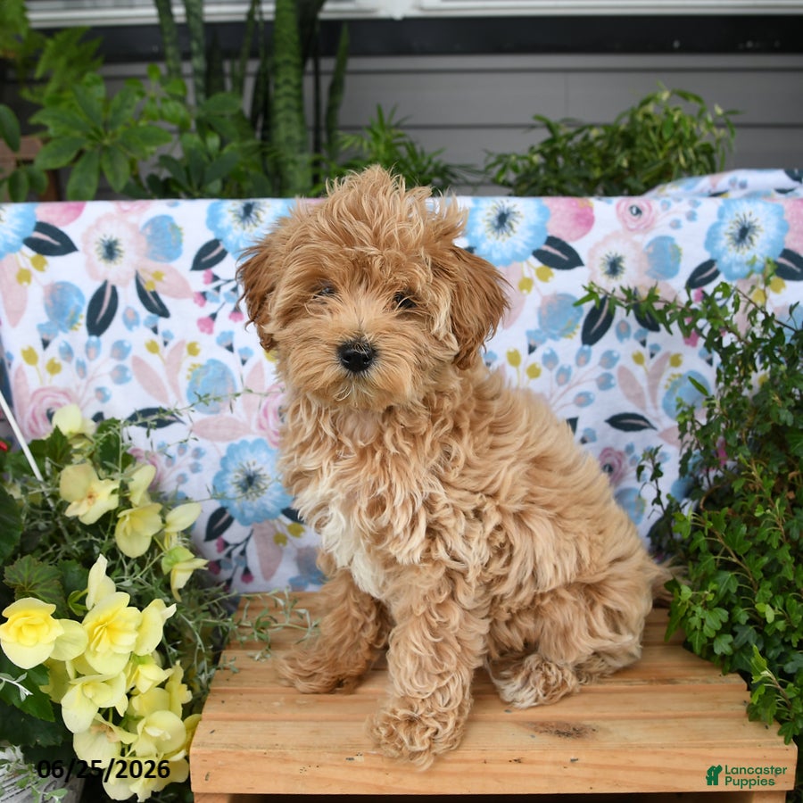 Maltipoo dogs Janie - Ad 2