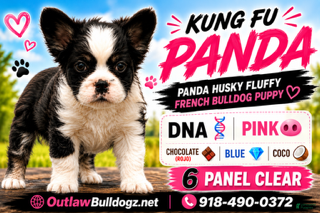 French Bulldog dogs Kung Fu Panda - Ad 1